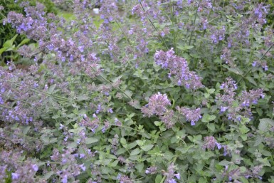 Nepeta faassenii 'Six Hills Giant'