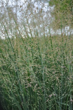 Panicum virgatum 'Heavy Metal'