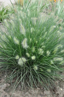 Pennisetum alopecuroides 'Little Bunny'