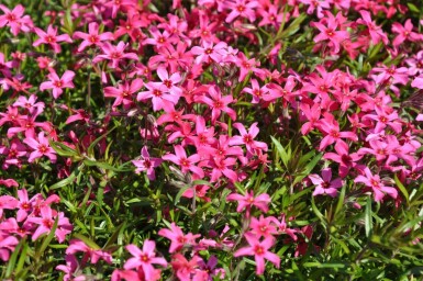 Phlox subulata 'Atropurpurea'