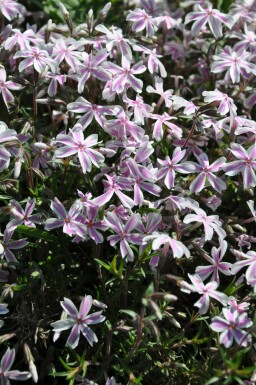 Phlox subulata 'Candy Stripes'