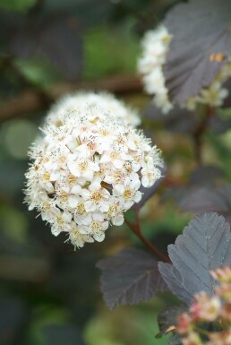 Physocarpus opulifolius 'Diabolo'