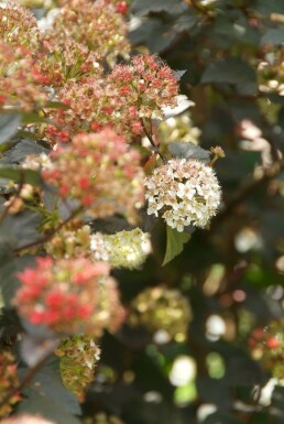 Physocarpus opulifolius 'Diabolo'