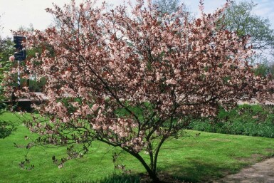 Prunus cistena