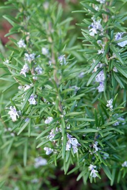 Rosmarinus officinalis