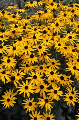 Rudbeckia fulgida 'Goldsturm'