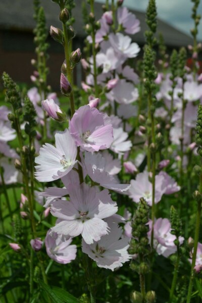 Sidalcea 'Elsie Heugh'