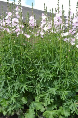 Sidalcea 'Elsie Heugh'