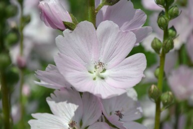 Sidalcea 'Elsie Heugh'