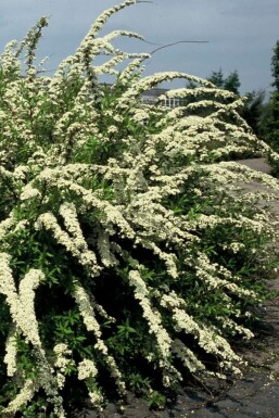 Spiraea cinerea 'Grefsheim'