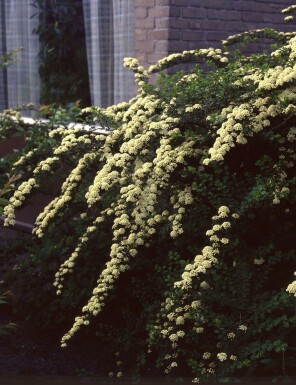 Spiraea vanhouttei