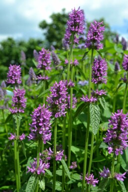 Stachys monieri 'Hummelo'