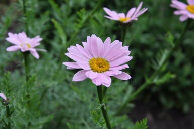 Tanacetum coccineum 'Robinson's Rose'