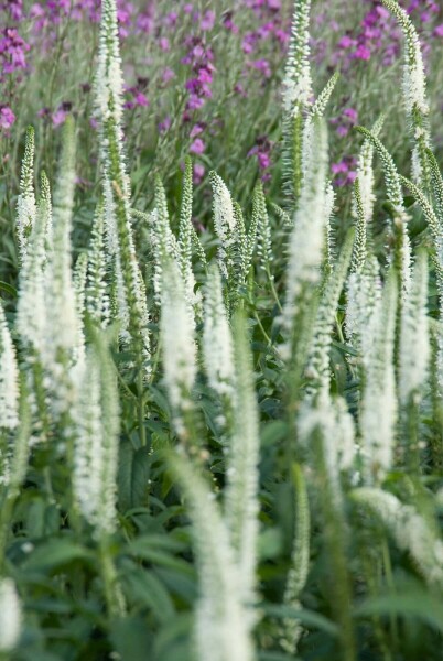 Veronica longifolia 'Schneeriesin'