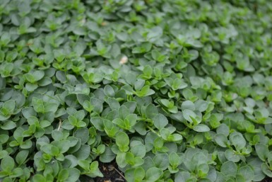 Veronica repens