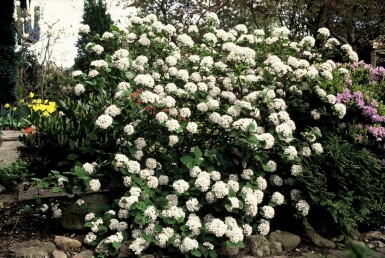 Viburnum carlesii