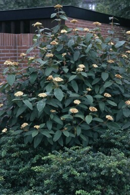 Viburnum rhytidophyllum