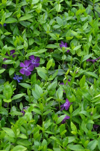 Vinca minor 'Atropurpurea'