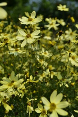 Coreopsis verticillata 'Moonbeam'