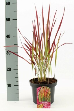 Imperata cylindrica 'Red Baron'