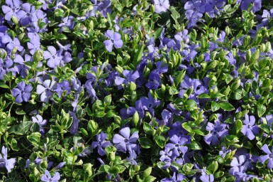 Vinca minor 'Ralph Shugert'