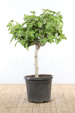 Feigenbaum / Ficus Carica bonsai