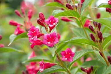 Weigela 'Bristol Ruby' C10 80-100