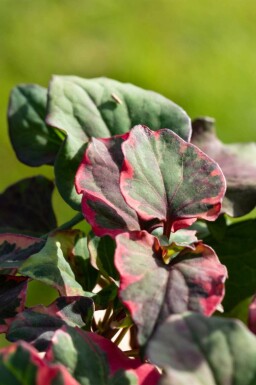 Houttuynia cordata 'Chameleon'